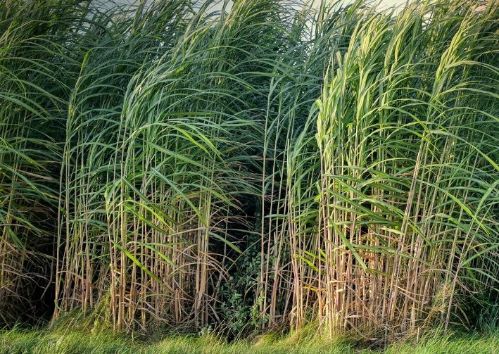 세계최대 생산량의 농작물 사탕수수 효능 먹는방법