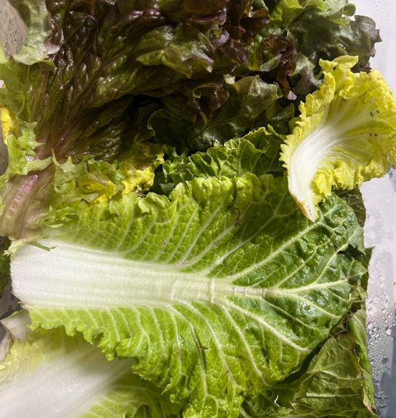 냉동 보관 금지 야채, 얼리면 안되는 채소