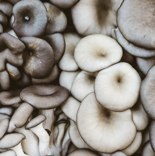 느타리 버섯 효능 손질과 보관법