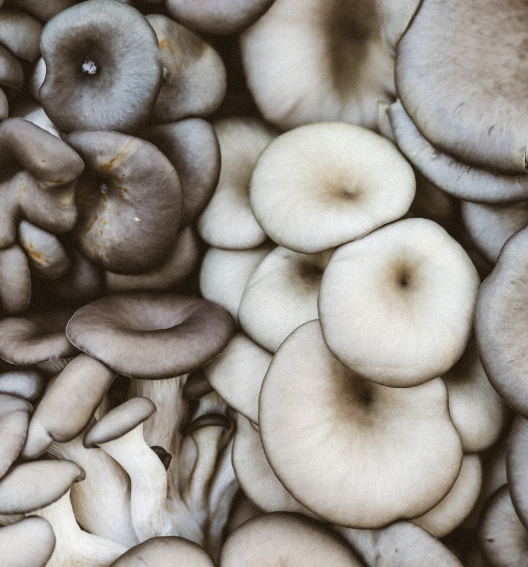 항암 음식 느타리버섯 효능 곰팡이 느타리버섯 손질 세척 보관법
